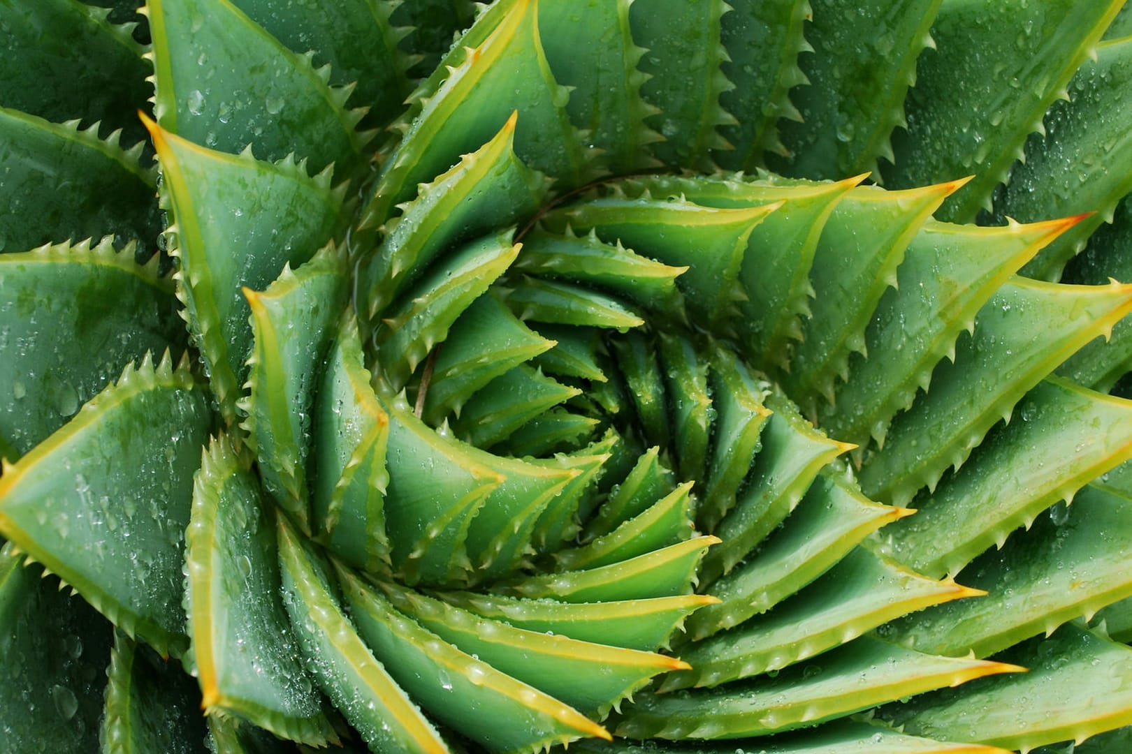 Aloe Vera: Das Gel in den Blättern der Pflanze eignet sich als Pflegemittel für Haut und Haare.