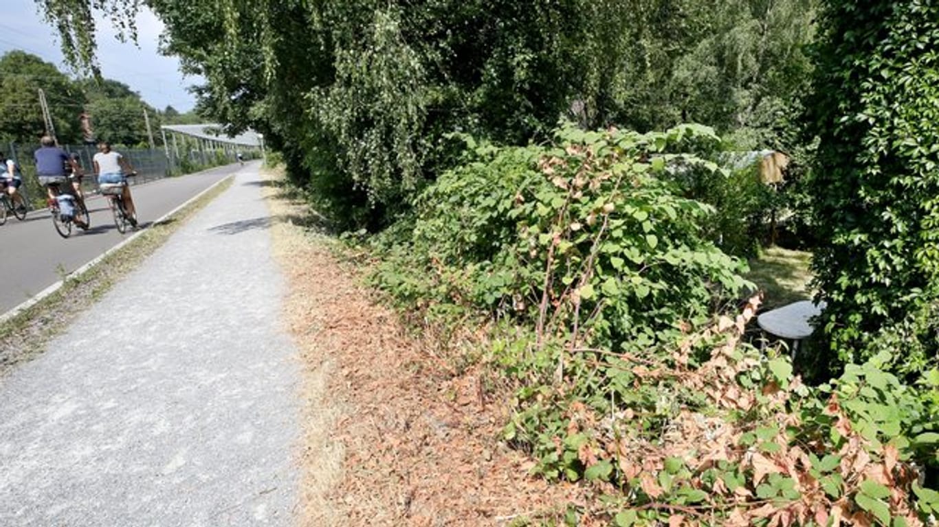 Gebüsch neben Radschnellweg