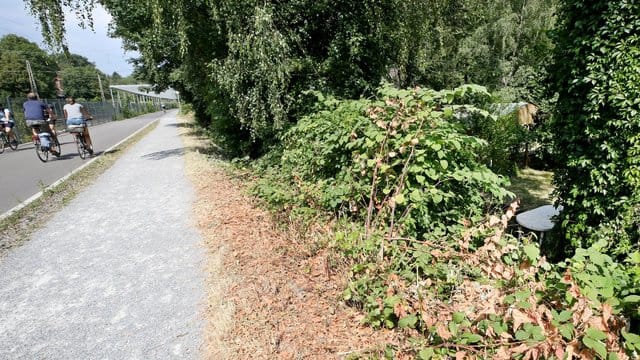 Gebüsch neben Radschnellweg