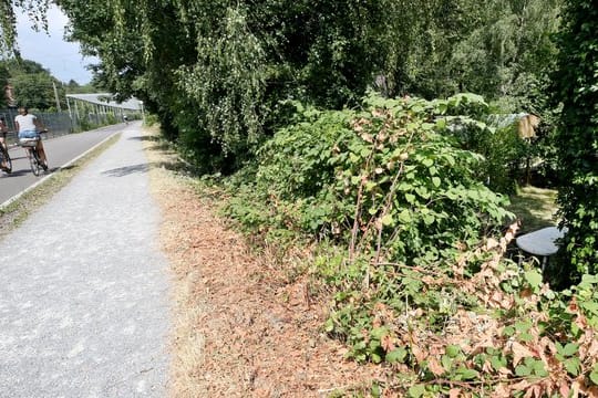 Gebüsch neben Radschnellweg
