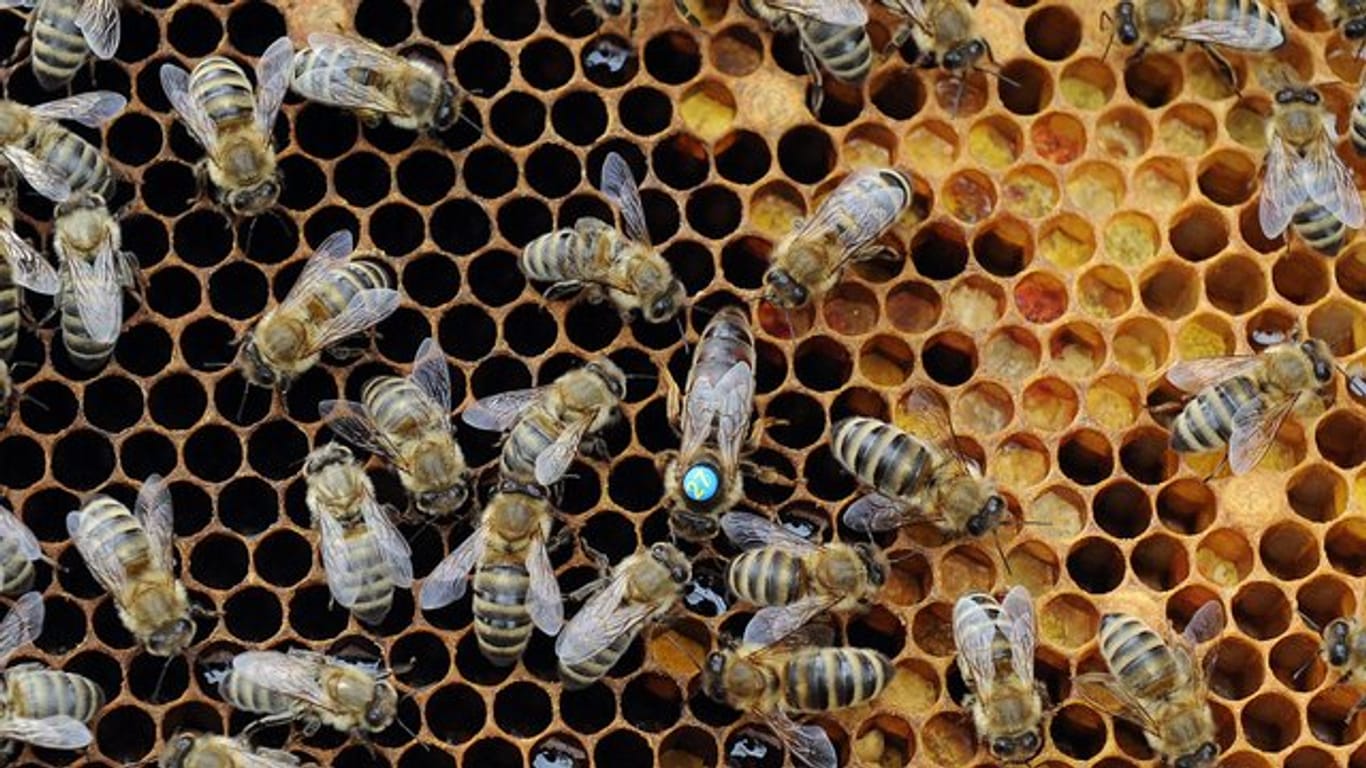 Die Amerikanische Faulbrut rafft den Nachwuchs ganzer Bienenvölker hinweg.