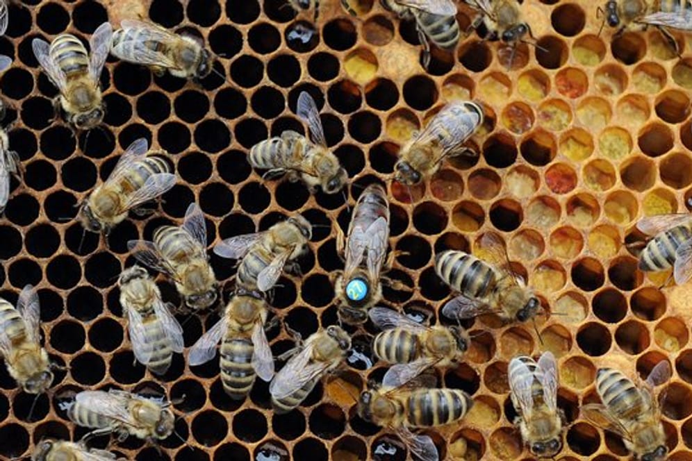 Die Amerikanische Faulbrut rafft den Nachwuchs ganzer Bienenvölker hinweg.