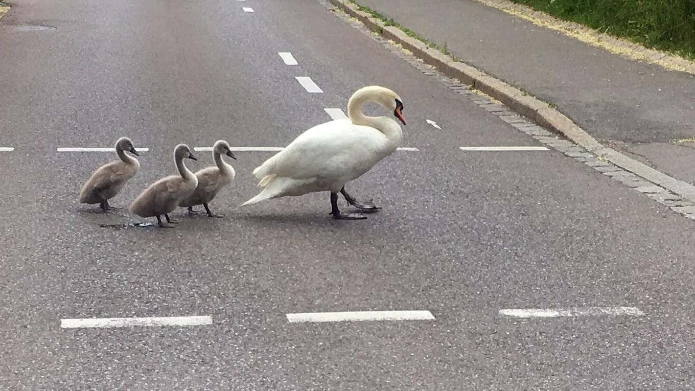 Schwäne überqueren eine Straße: Auf der A2 bei Magdeburg hat ein Schwan einen Unfall verursacht. Das Tier selbst kam zu Tode.