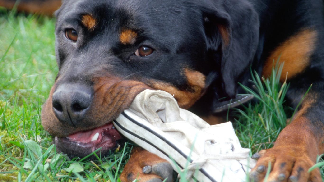 Ein Hund beißt in einen Schuh: In Brandenburg ist ein Junge von einem Vierbeiner schwer verletzt worden. (Symbolbild)