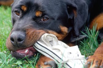 Ein Hund beißt in einen Schuh: In Brandenburg ist ein Junge von einem Vierbeiner schwer verletzt worden. (Symbolbild)