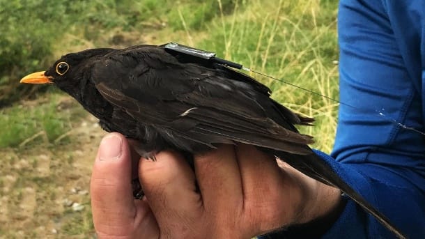 Amsel mit einem 5 Gramm leichten Icarus-Sender.