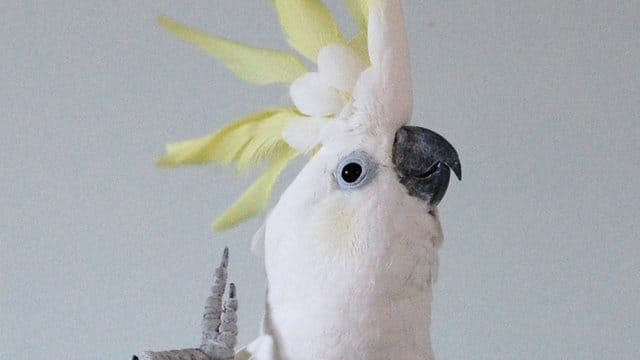 Der tanzende Kakadu Snowball ist auf Youtube zur Berühmtheit geworden. Der tanzende Kakadu Snowball ist auf Youtube zur Berühmtheit geworden.