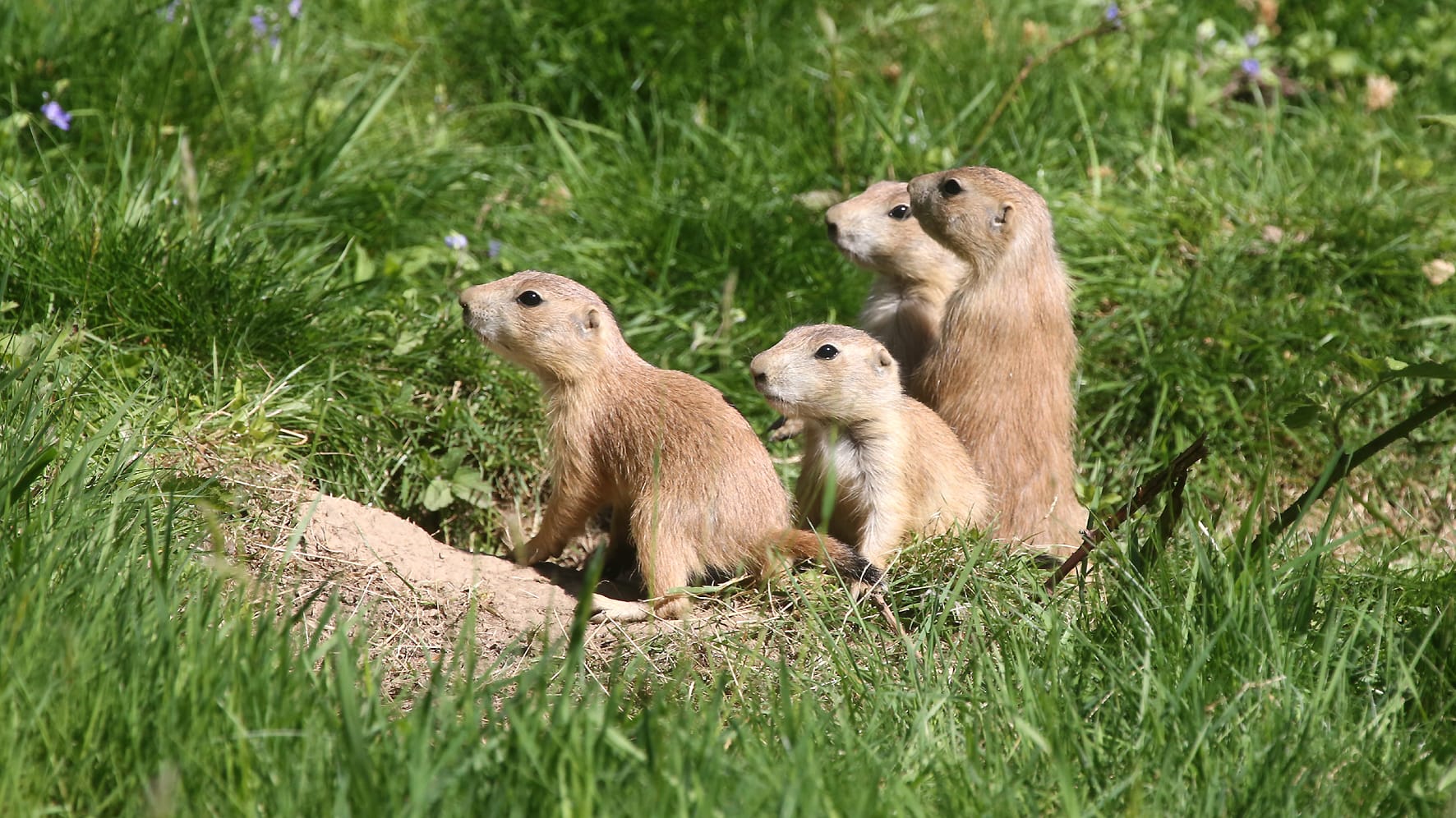 Präriehunde im Grünen Zoo Wuppertal: Der Eintritt für Kinder wird ab Oktober günstiger.