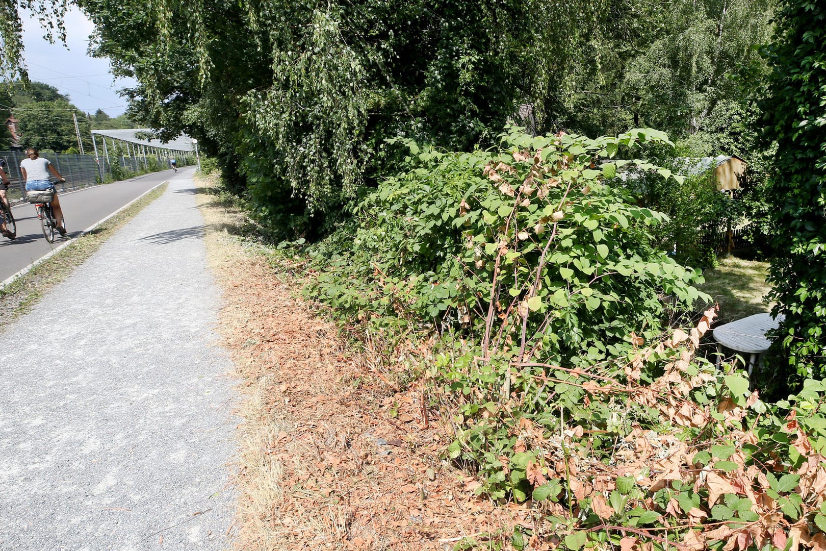 Radschnellweg in Mülheim: In der Nähe der Gebüsche soll eine junge Frau von einer Gruppe Jugendlicher überfallen und sexuell missbraucht worden sein.