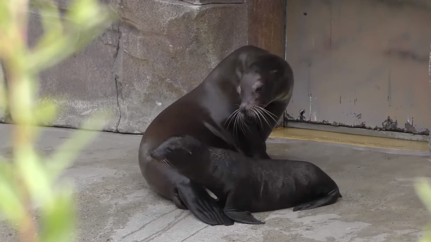 Seelöwen-Junges "Henry" mit Mama "Chicca": Am Dienstag zeigte sich der Kleine zum ersten Mal der Öffentlichkeit.