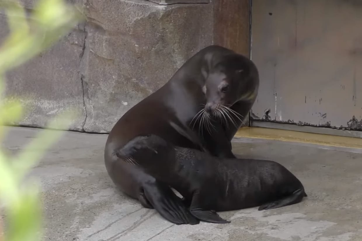 Seelöwen-Junges "Henry" mit Mama "Chicca": Am Dienstag zeigte sich der Kleine zum ersten Mal der Öffentlichkeit.