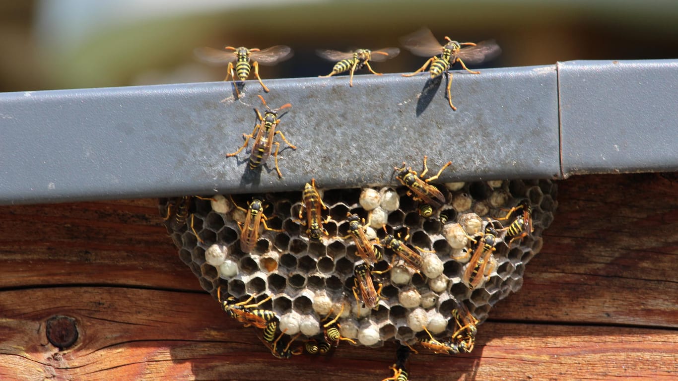 Ein Wespennest mit Wespen: Der Bekämpfung störender Nester sind Grenzen gesetzt, denn Wespen sind nach dem Bundesnaturschutzgesetz geschützt.