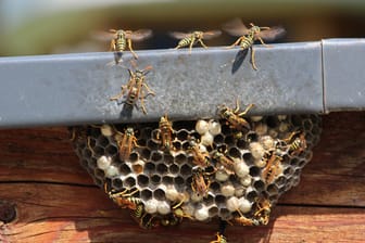 Ein Wespennest mit Wespen: Der Bekämpfung störender Nester sind Grenzen gesetzt, denn Wespen sind nach dem Bundesnaturschutzgesetz geschützt.