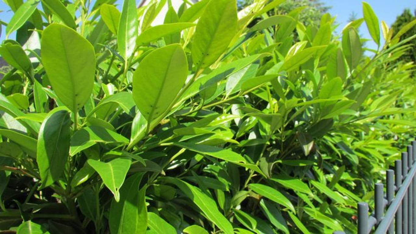 Saftige, immergrüne und schnell wachsende Blätter: Kirschlorbeer ist als Heckenpflanze beliebt.