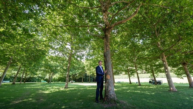 Markus Söder (CSU), Ministerpräsident von Bayern, steht neben einem Baum: Dass Söder inzwischen wieder deutlich konservativer auftritt, gefällt vielen in der CSU.