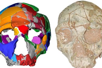 Der analysierte Schädel eines modernen Menschen stammt vom Fundort Apidima in Südgriechenland.