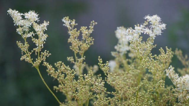 Wiesenkraut Mädesüß: Es wächst auf feuchten Wiesen und an Gewässerrändern – und duftet nach Vanille.