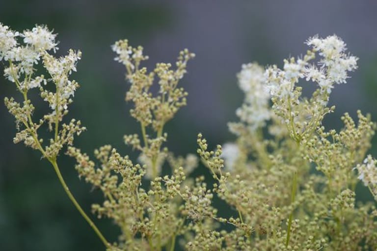 Wiesenkraut Mädesüß: Es wächst auf feuchten Wiesen und an Gewässerrändern – und duftet nach Vanille.
