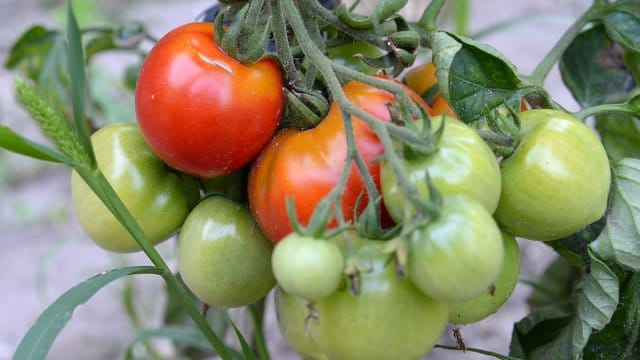 Tomaten brauchen viel Energie zum Reifen - daher sollte man dosiert Blätter von der Staude entfernen.