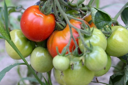 Tomaten brauchen viel Energie zum Reifen - daher sollte man dosiert Blätter von der Staude entfernen.