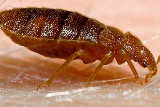 Eine Bettwanze beim Blutsaugen auf menschlicher Haut, veröffentlicht von der Harvard Universität.
