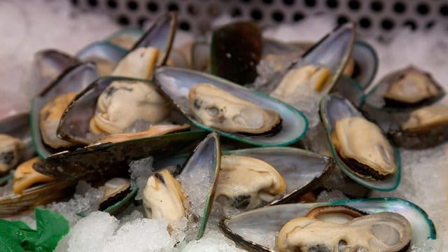 Miesmuscheln: Mittlerweile sind sie auch im Sommer zu genießen.