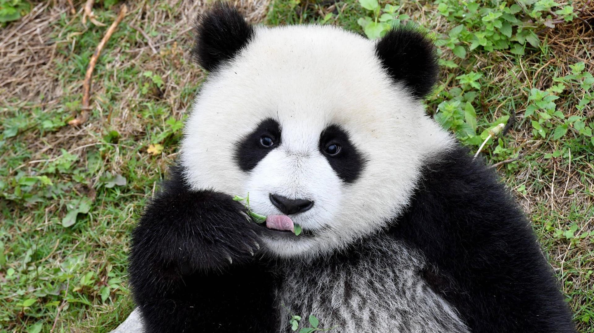 Großer Panda.