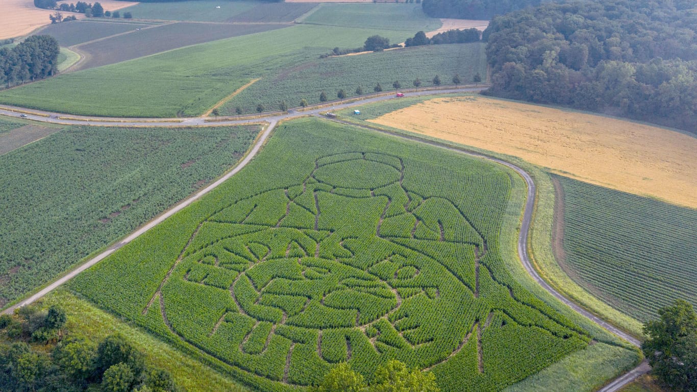 Klimaprotest XXL: Das Labyrinth in dem Maisfeld misst 180 mal 100 Meter.