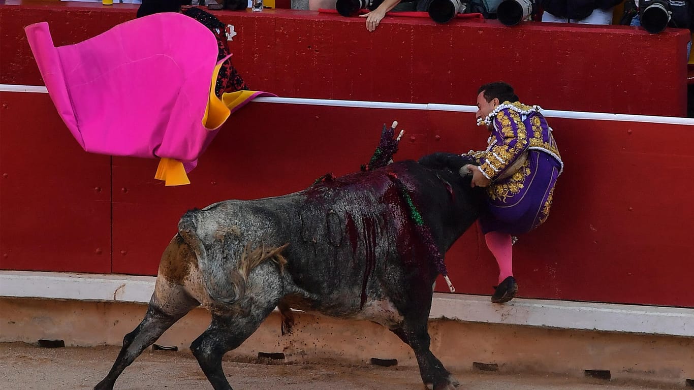 San-Fermín-Festival in Pamplona: Ein Stierkämpfer aus Spanien wird von einem Stier während eines Kampfes an die Bande gedrückt.