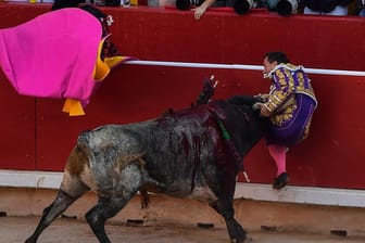 San-Fermín-Festival in Pamplona: Ein Stierkämpfer aus Spanien wird von einem Stier während eines Kampfes an die Bande gedrückt.