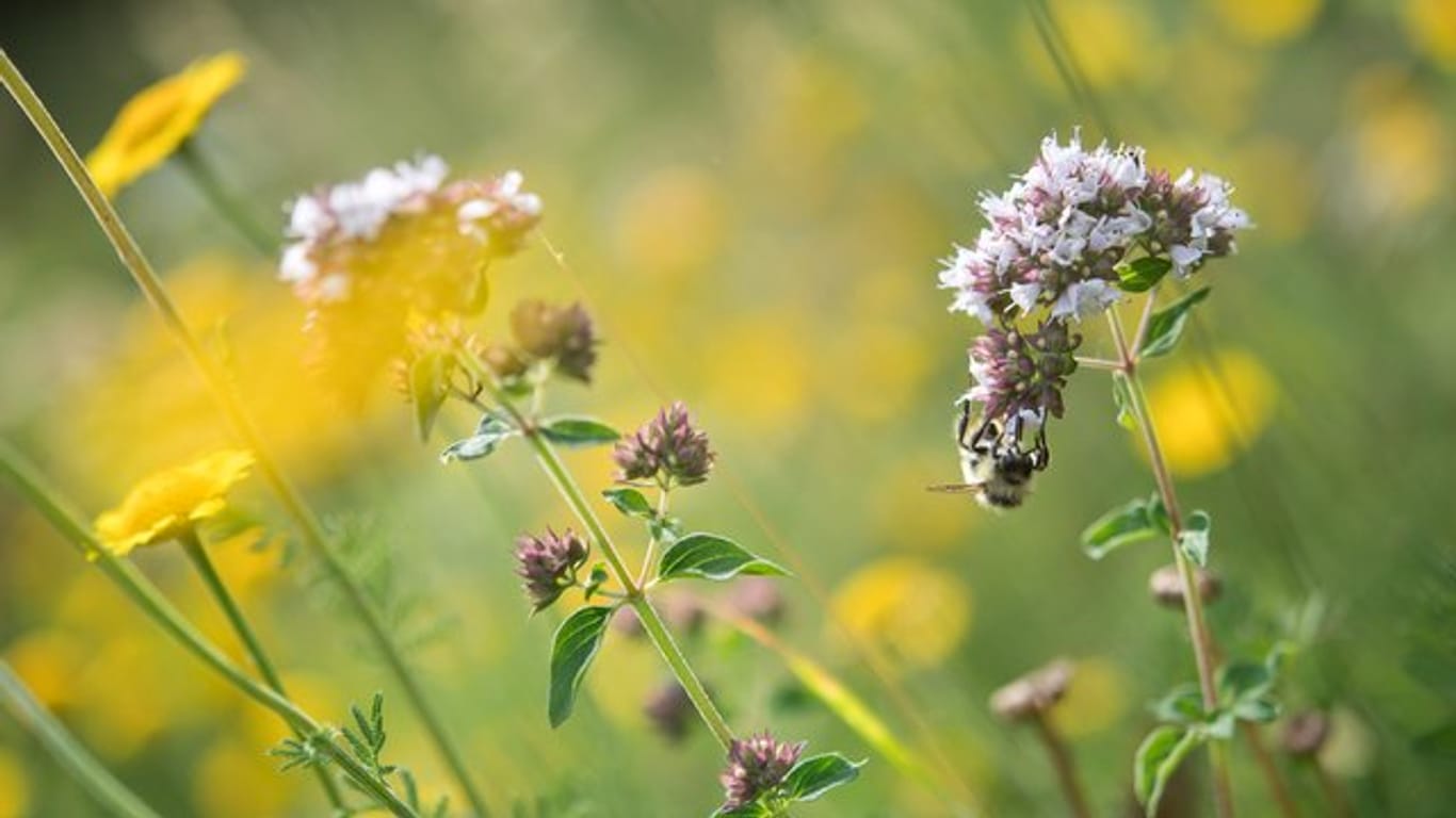 Mehr Insekten auf Äckern und Weiden ist das Ziel eines EU-Projektes.