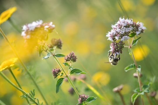 Mehr Insekten auf Äckern und Weiden ist das Ziel eines EU-Projektes.
