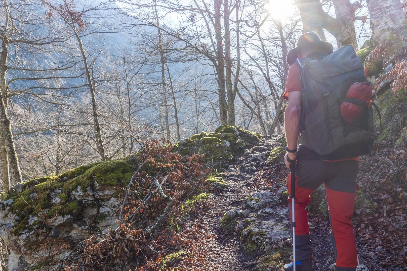 Wanderer im Wald: In Thüringen musste ein Mann von der Polizei gerettet werden, nachdem er sich verlaufen hat. (Symbolbild)