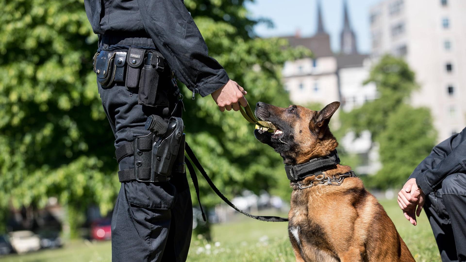 Ein Diensthund der Hundestaffel: In Köln hat ein Hund die Tatutensilien eines Überfalls gefunden. (Symbolfoto) Ein Diensthund der Hundestaffel: In Köln hat ein Hund die Tatutensilien eines Überfalls gefunden. (Symbolfoto)