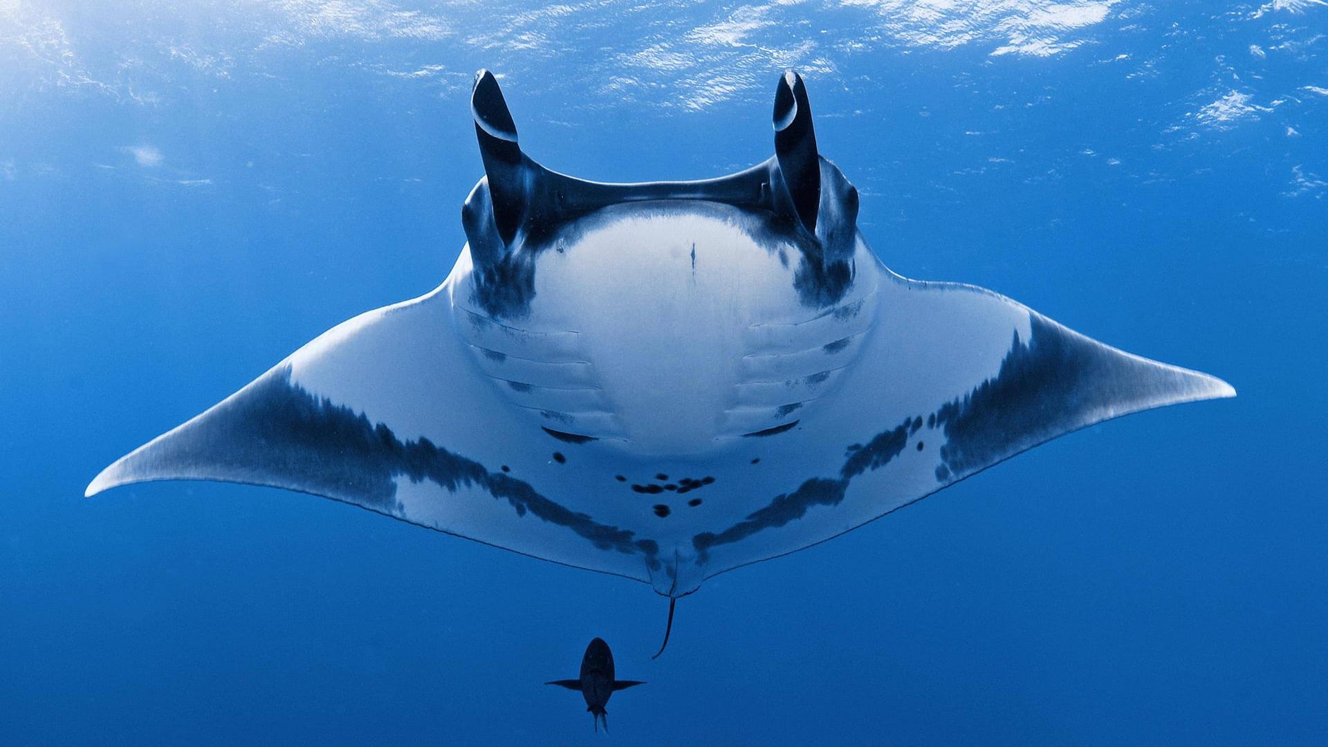 Ein Mantarochen: Zwei Taucher konnten in Australien einem verletzten Mantarochen helfen. (Symbolbild)