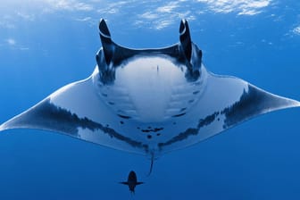 Ein Mantarochen: Zwei Taucher konnten in Australien einem verletzten Mantarochen helfen. (Symbolbild)