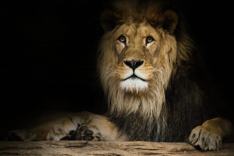 Symbolbild eines Löwen: Wer Wildtiere jagen will, muss mit heftiger Kritik rechnen.