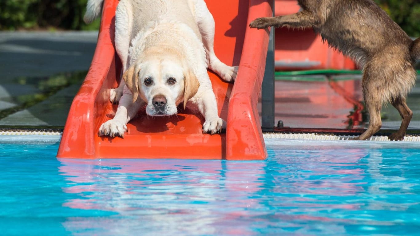 Badetag für Hunde: Am Ende der Badesaison dürfen Hunde auch ins Freibad.
