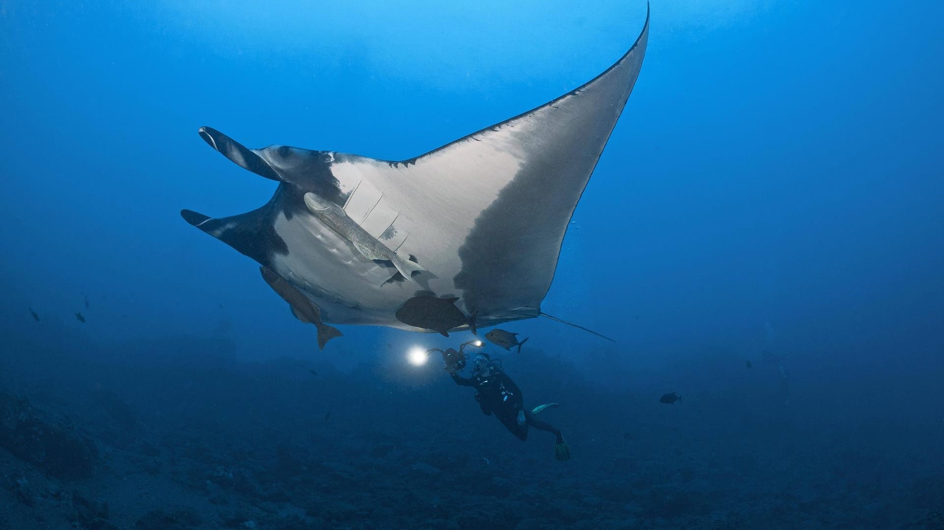 So sieht ein Riesenmanta aus (Manta birostris).