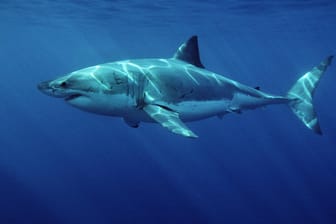 Weißer Hai: Die Jäger fühlen sich von den tiefen Frequenzen von Death Metal angezogen.