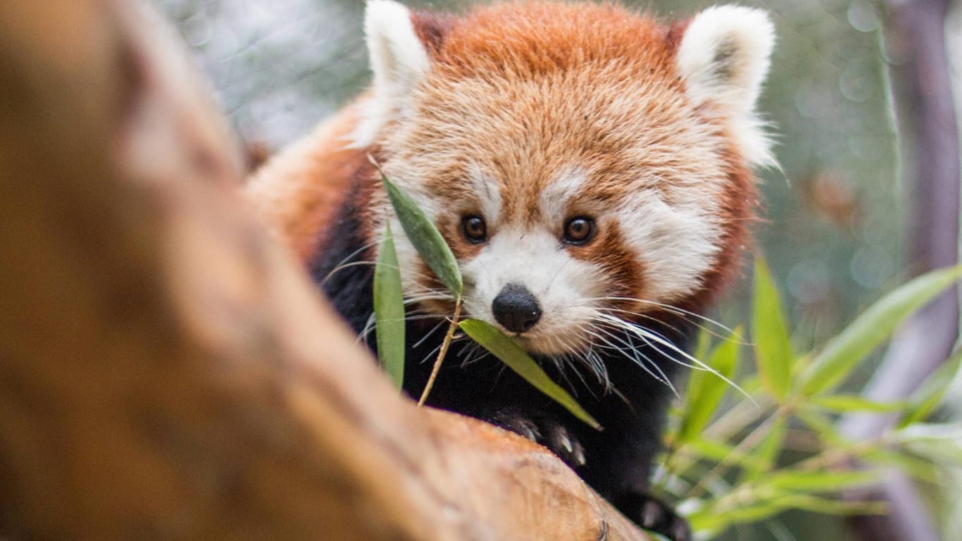 Roter Panda: Im Grünen Zoo in Wuppertal gibt es so einige Tiere zu beobachten.