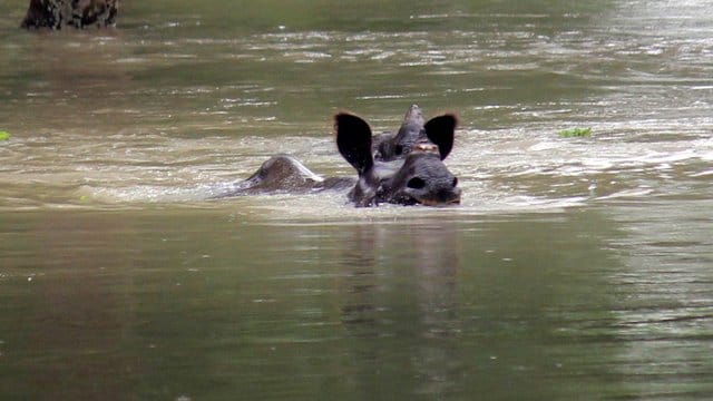 Ein indisches Einhorn-Nashorn schwimmt durch den nach dem Monsun überfluteten Kaziranga-Nationalpark in Assam. Ein indisches Einhorn-Nashorn schwimmt durch den nach dem Monsun überfluteten Kaziranga-Nationalpark in Assam.