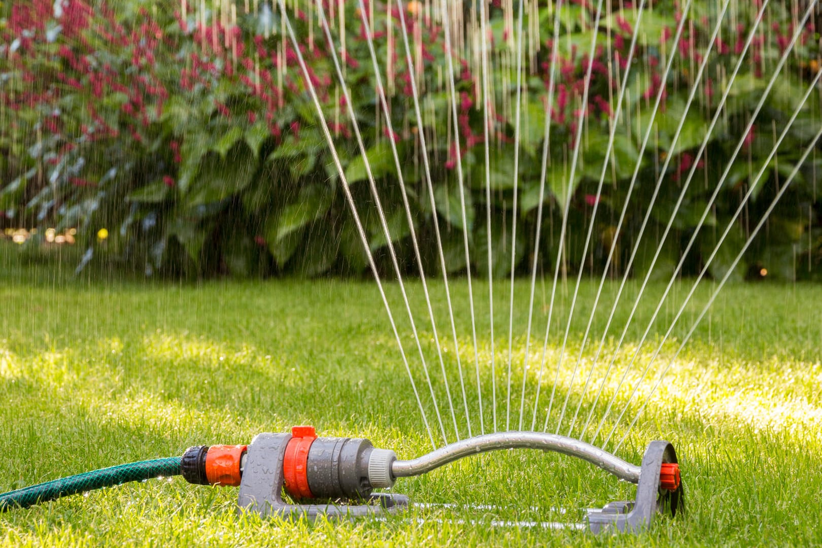 Rasensprenger im Garten: Welches Bewässerungsgerät überzeugt im Praxistest?