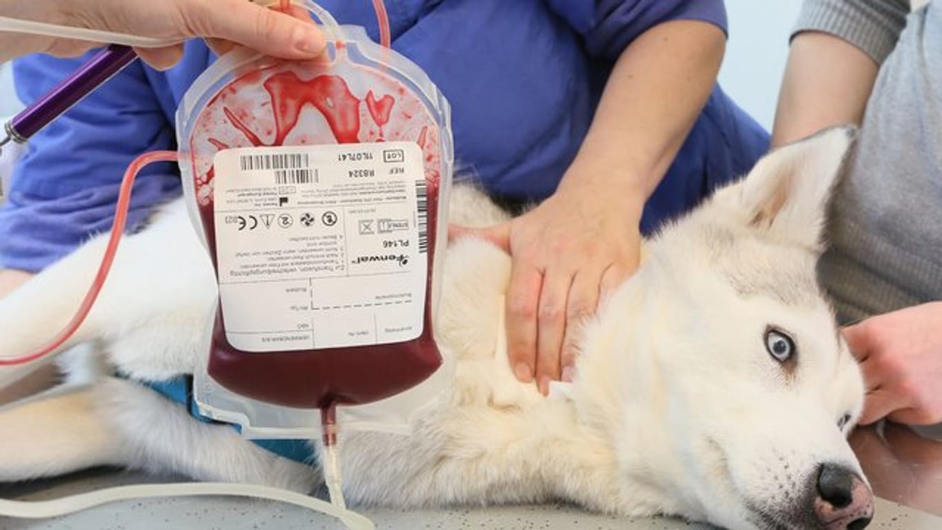 Husky Sirius bekommt in der Klinik und Polyklinik für kleine Haustiere in Berlin Blut abgenommen.