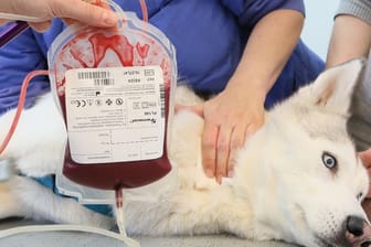 Husky Sirius bekommt in der Klinik und Polyklinik für kleine Haustiere in Berlin Blut abgenommen.