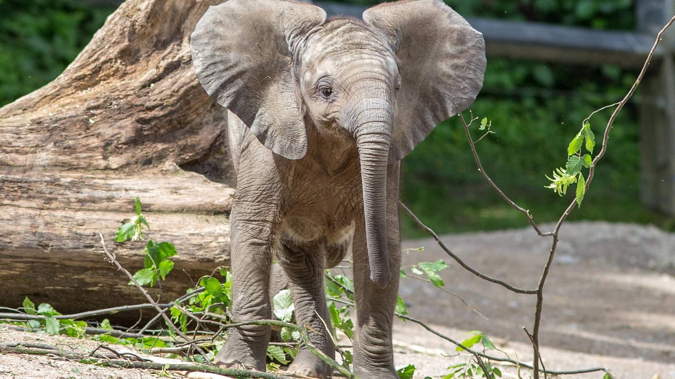 Ein kleiner Afrikanischer Elefant. Der Grüne Zoo Wuppertal ist bei Kindern sehr beliebt.