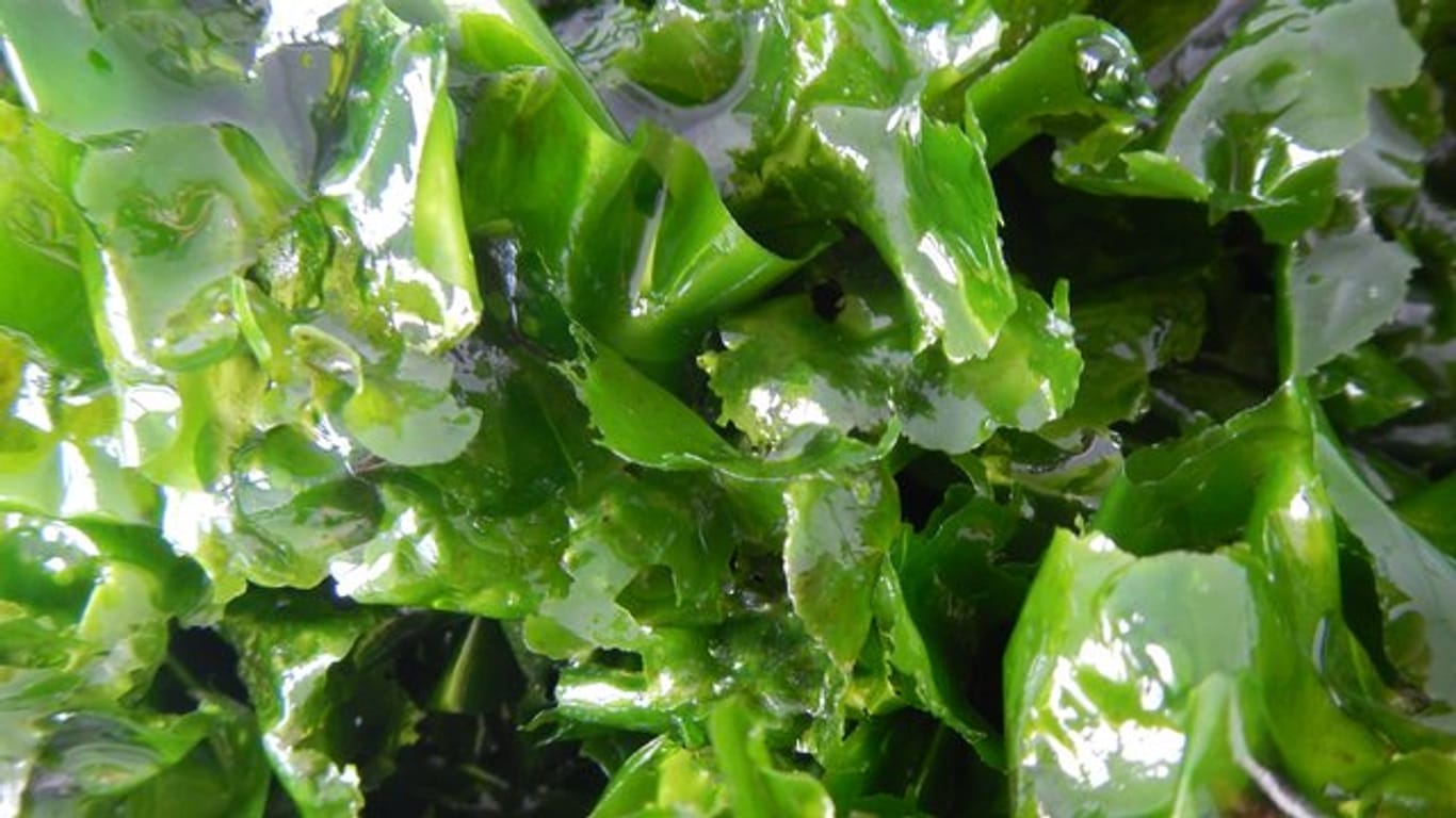 Eine Ulva lactuca-Alge.