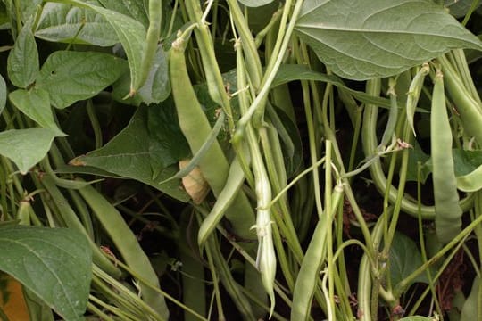 Bohnen bilden in heißen Sommern weniger Früchte aus.