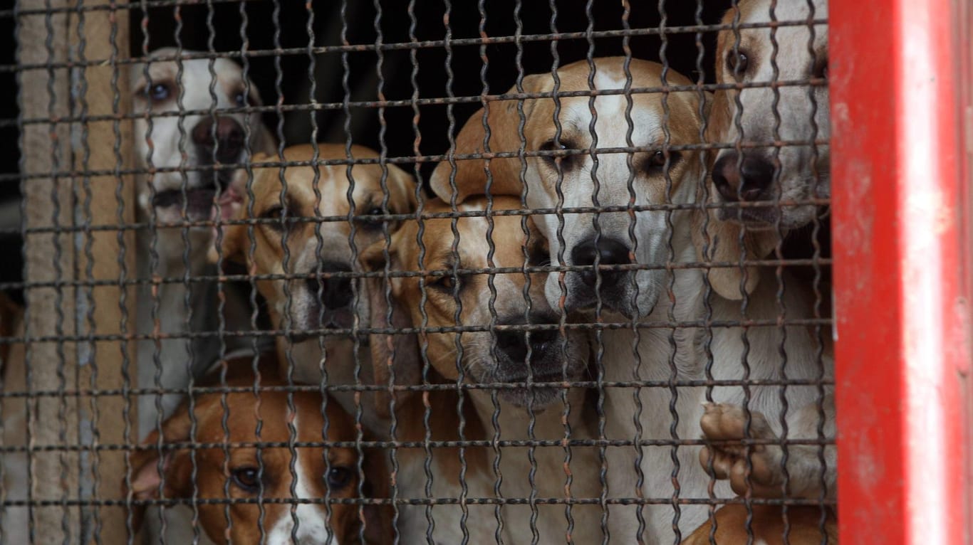 Mehrere Hunde in einem Käfig: Die Hunderetter brachten die Tiere in mehrere Tierheime. (Symbolbild)