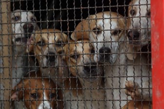 Mehrere Hunde in einem Käfig: Die Hunderetter brachten die Tiere in mehrere Tierheime. (Symbolbild)